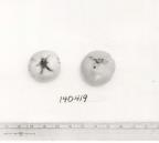 Click for 1 image(s) for this accession. FRUIT